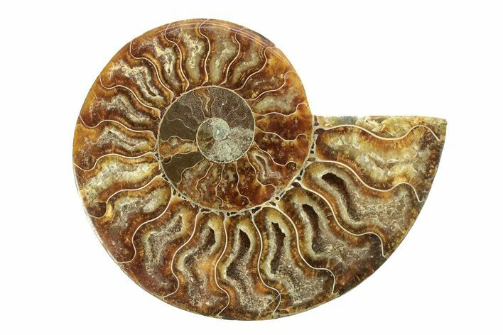 Cut & Polished Ammonite Fossil (Half) - Madagascar #270343